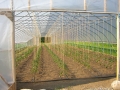 beanplantsingreenhouse
